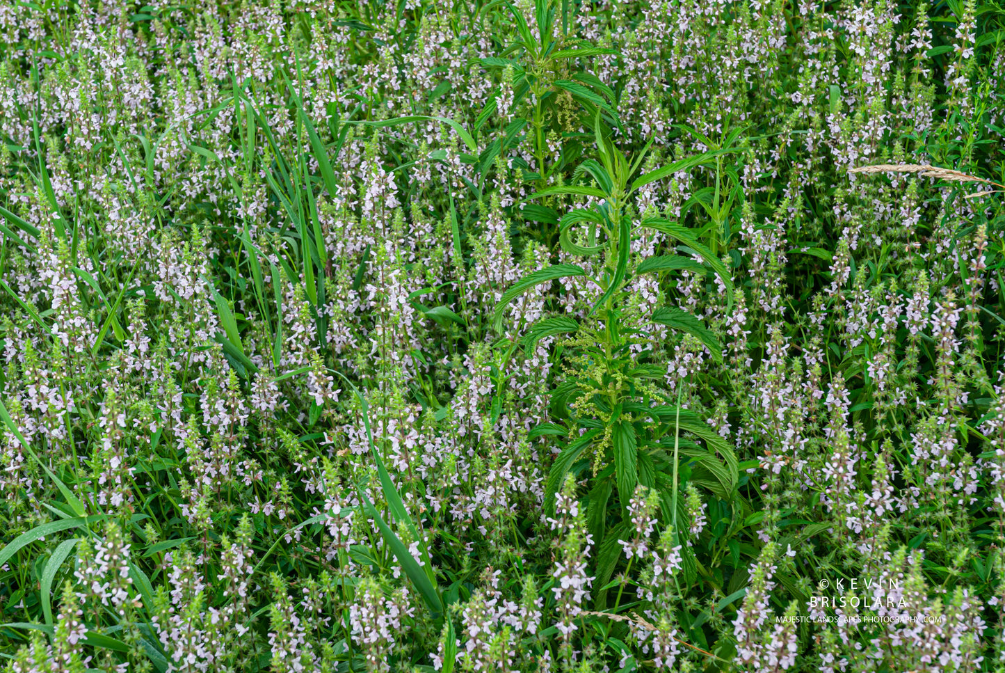 COLORS FROM THE PRAIRIE