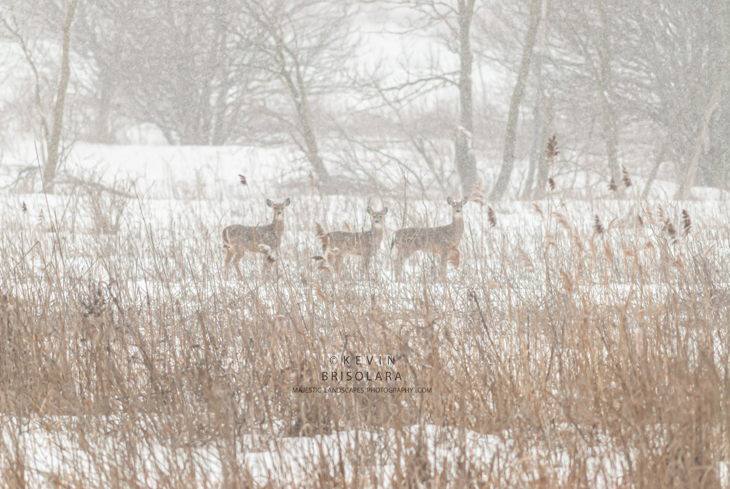 HOLIDAY GREETING CARDS 365-03  WHITE-TAILED DEER