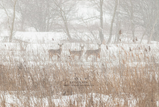 HOLIDAY GREETING CARDS 365-03  WHITE-TAILED DEER