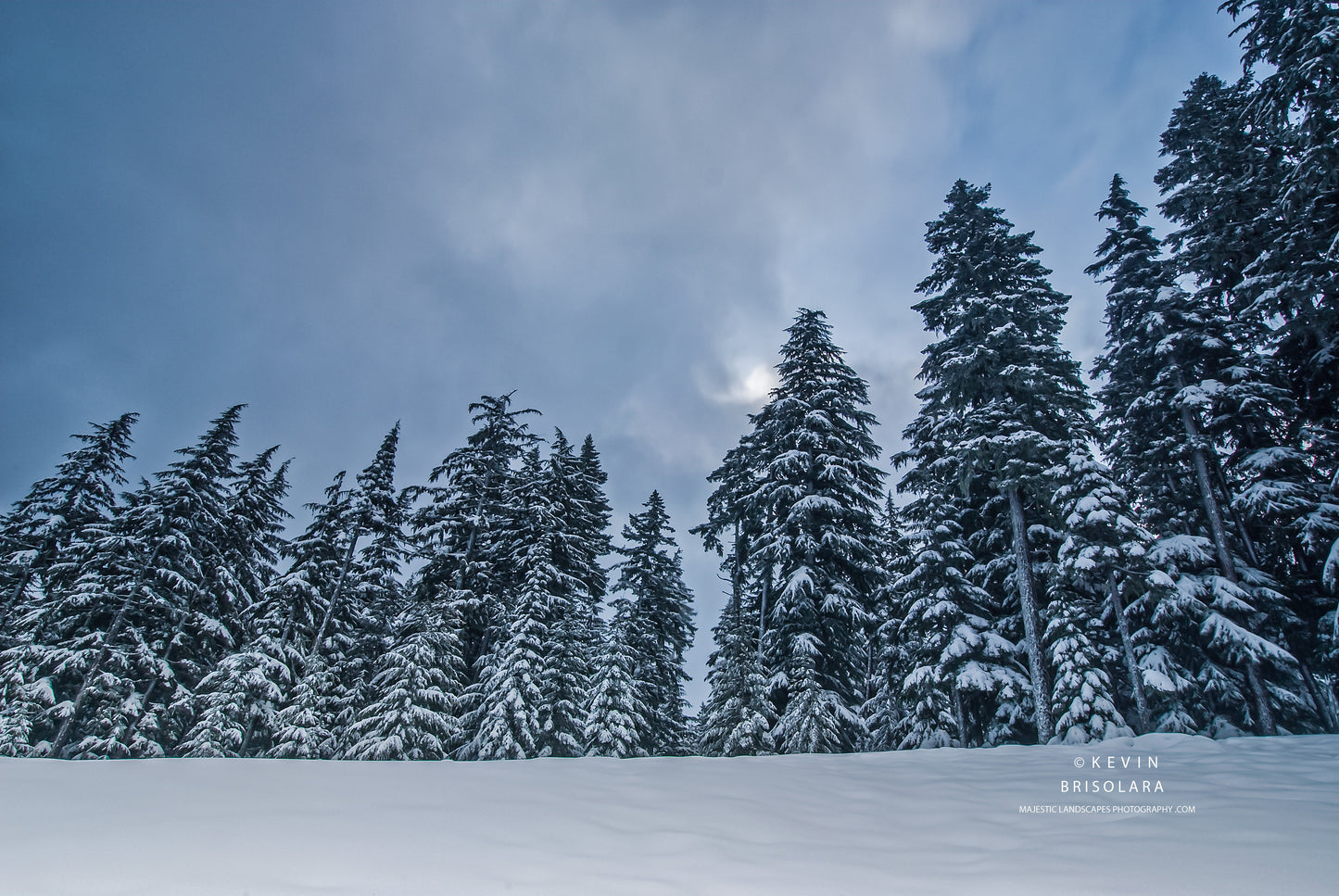 HOLIDAY GREETING CARDS 173-532  SNOW COVERED FIR TREES