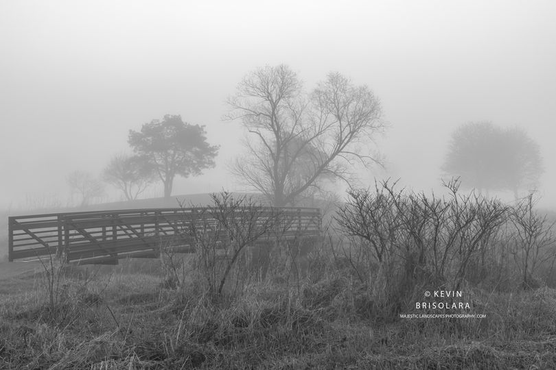 NOTE CARDS 645_1370  BRIDGE, PEACHLEAF WILLOW TREE