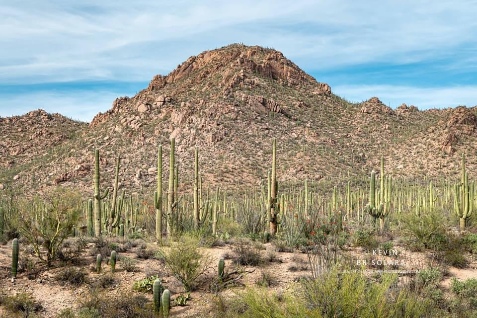 SAGUARO NATIONAL PARK