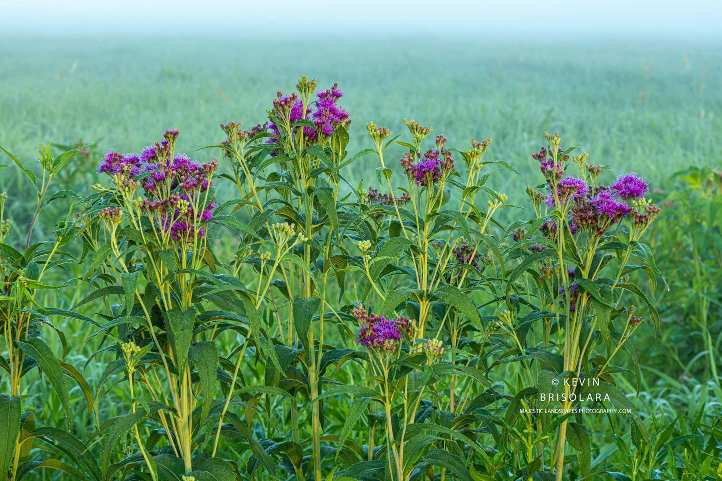 ENJOYING THE MORNING WALK THROUGH THE PRAIRIE