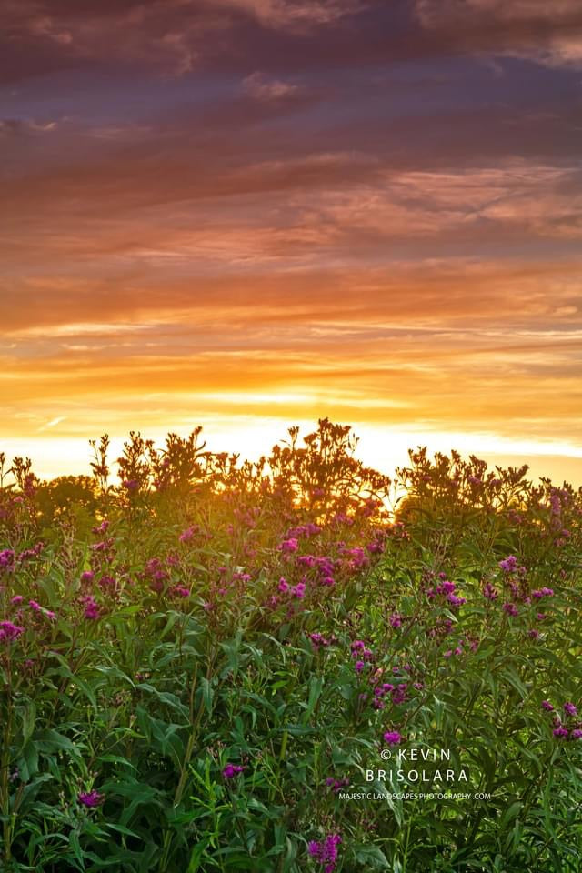 A PRAIRIE OF BEAUTY