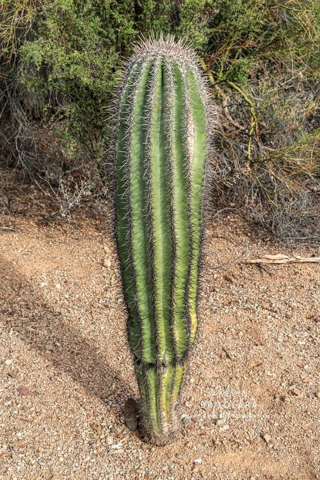 THE DESERT CACTUS