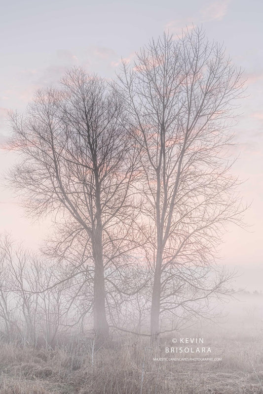 A PASTEL MORNING OF TREES