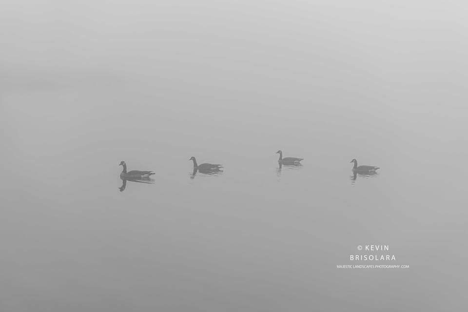 A MORNING SWIM WITH FRIENDS