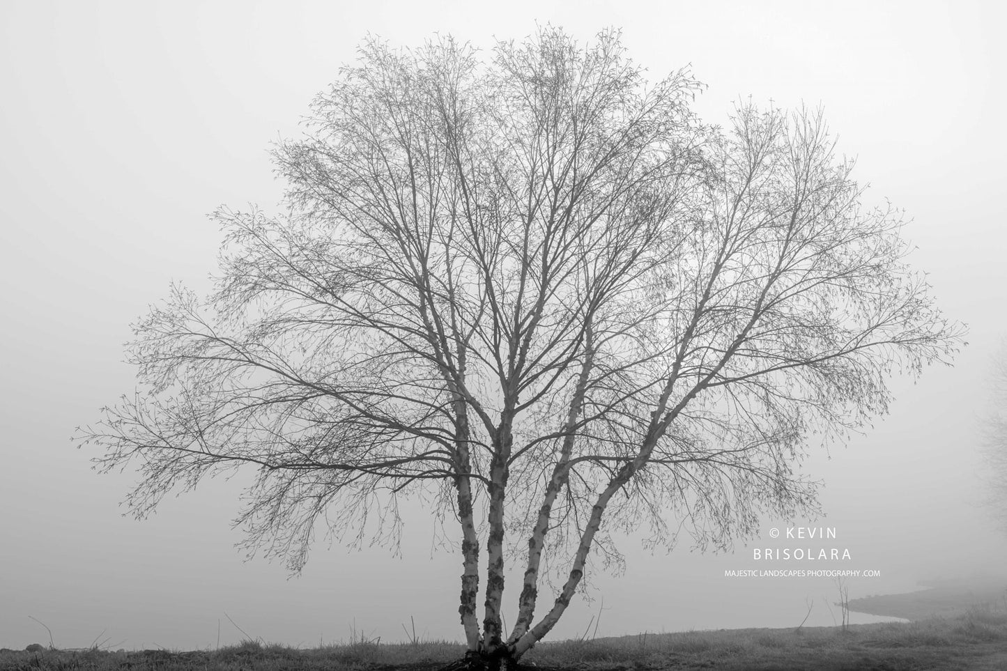 THE TREE BY THE LAKE