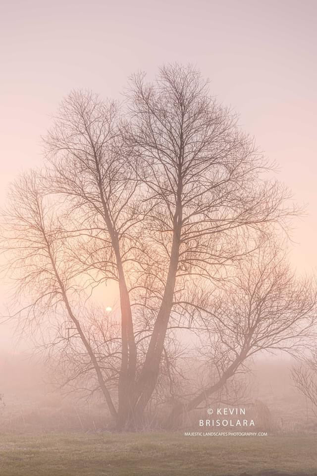 AN ETHEREAL MORNING WITH A WILLOW TREE