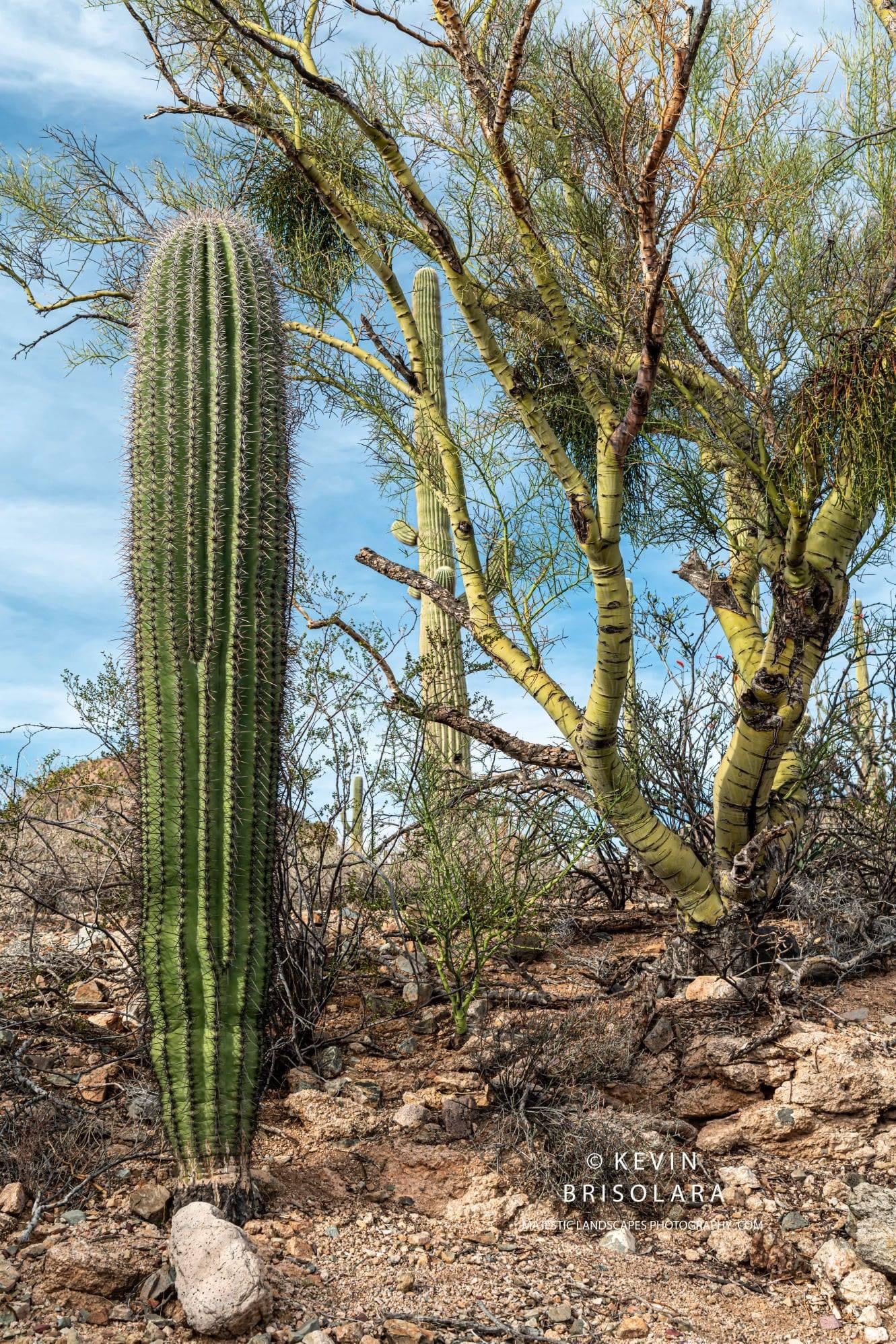 THE SAGUARO AND THE PALO VERDE TREE