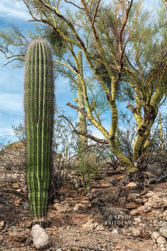 THE SAGUARO AND THE PALO VERDE TREE