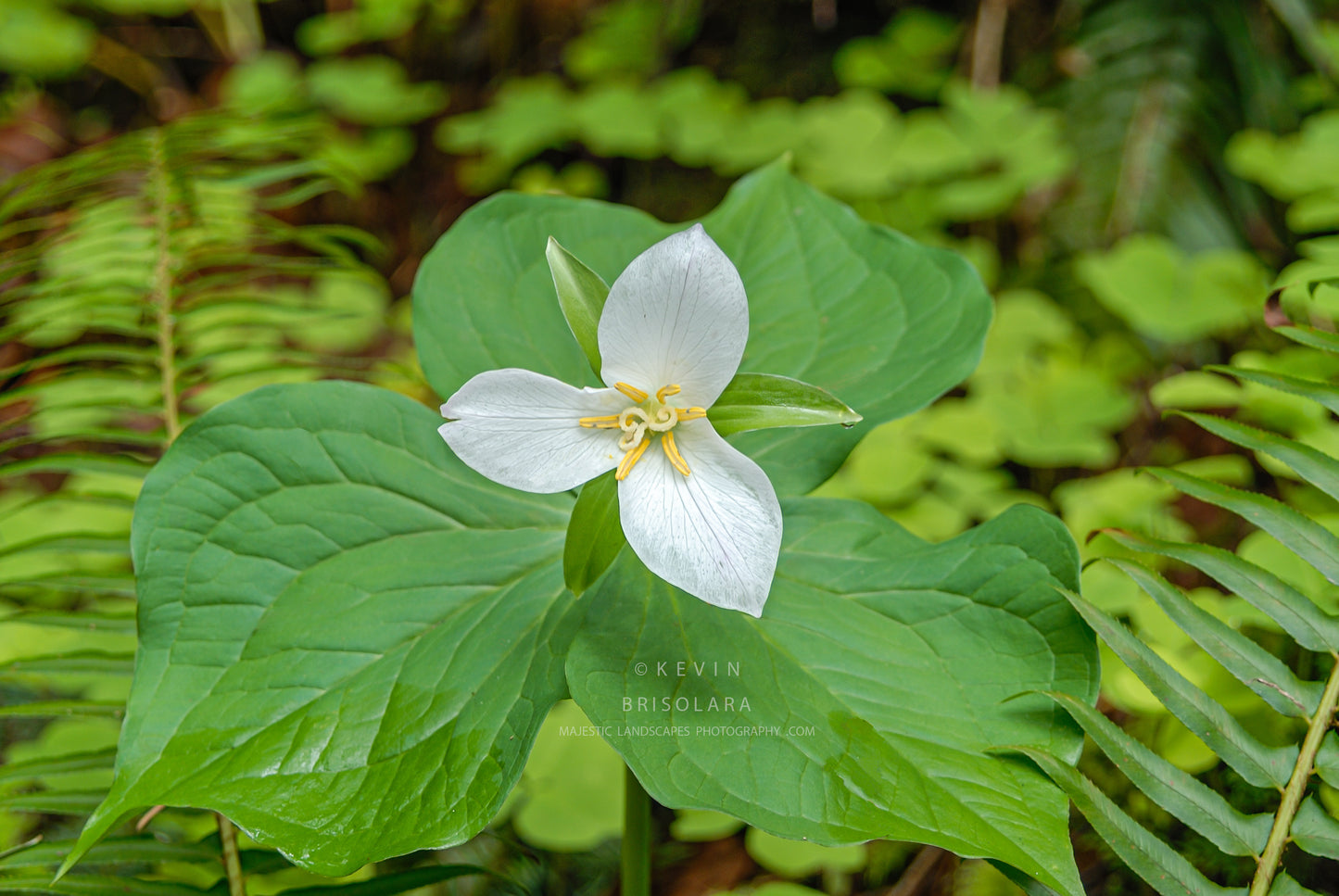 NOTE CARDS 141_12 Trillium