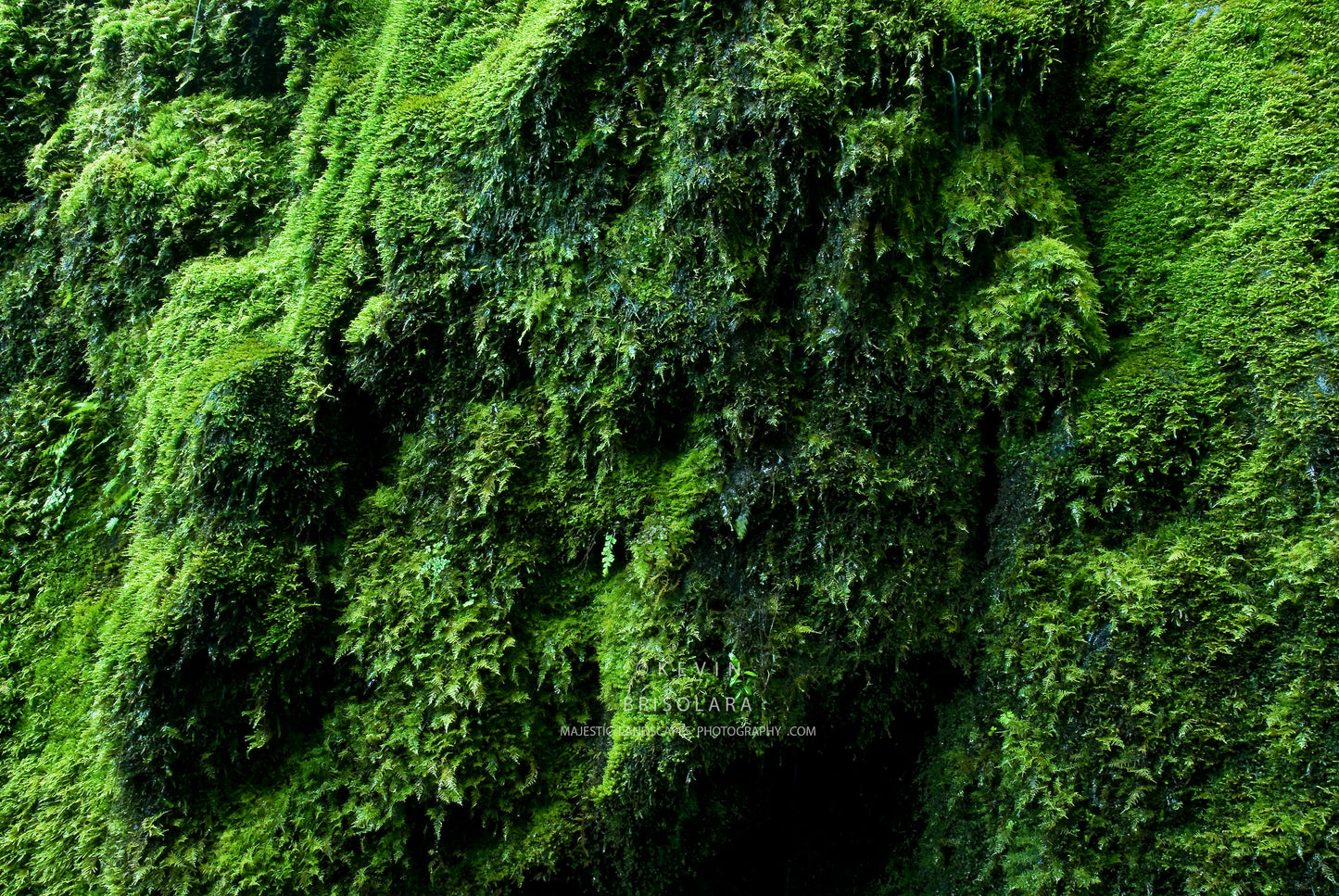 NOTE CARDS 150_67 BASALT ROCK, MOSS, COLUMBIA RIVER GORGE