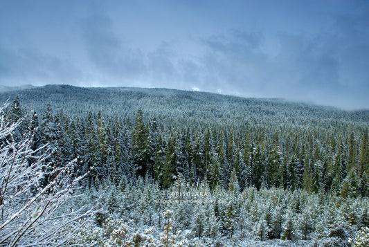 NOTE CARDS 140_97 SNOW COVERED FIR TREES, DIAMOND PEAK WILDERNESS