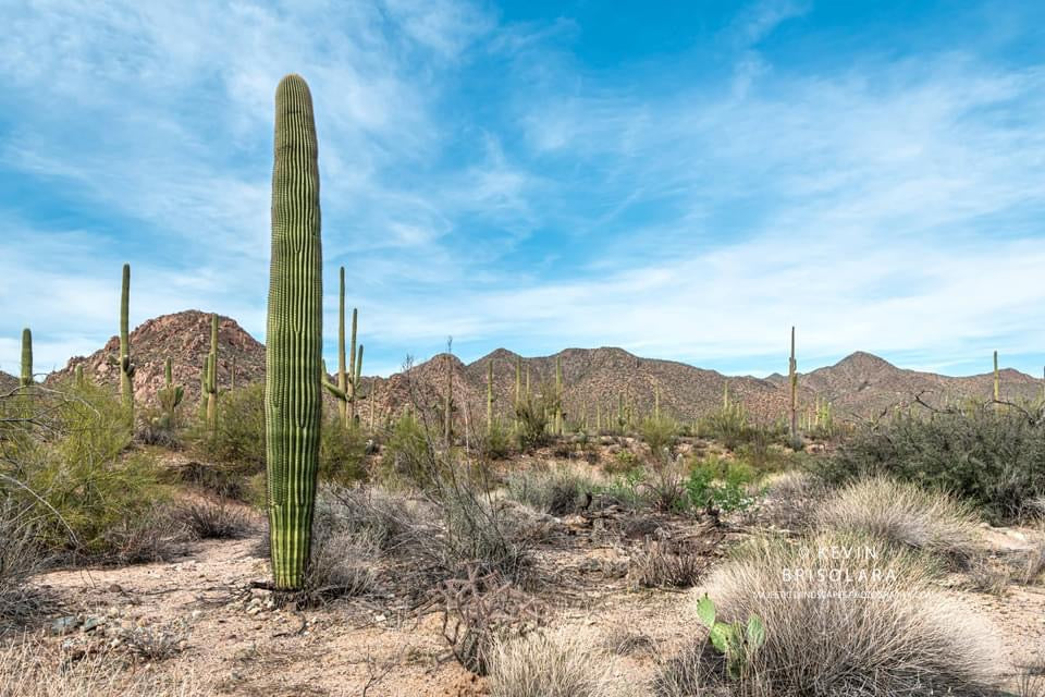 SONORAN SAGUAROS