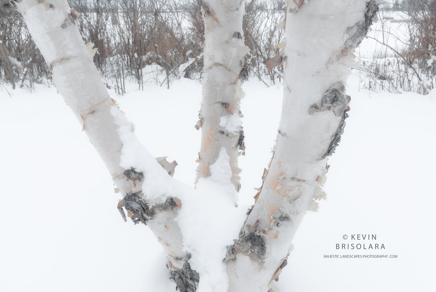 WINTERS BIRCH TREE