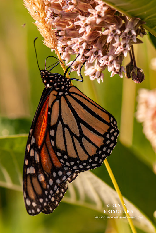 THE MONARCH AND THE MILKWEED