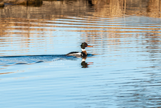 A MALE RED-BREASTED MERGANSER