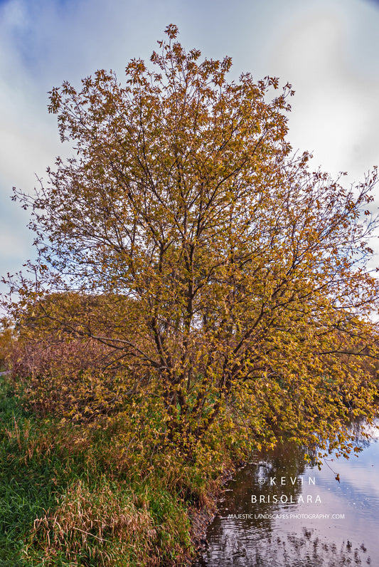 AUTUMN COLORS FROM THE BOX ELDER TREE