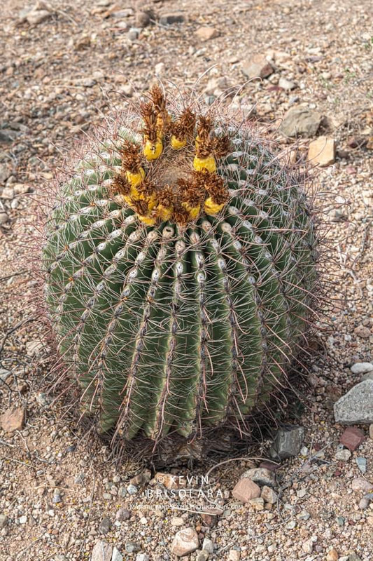ARIZONA BARREL CACTUS