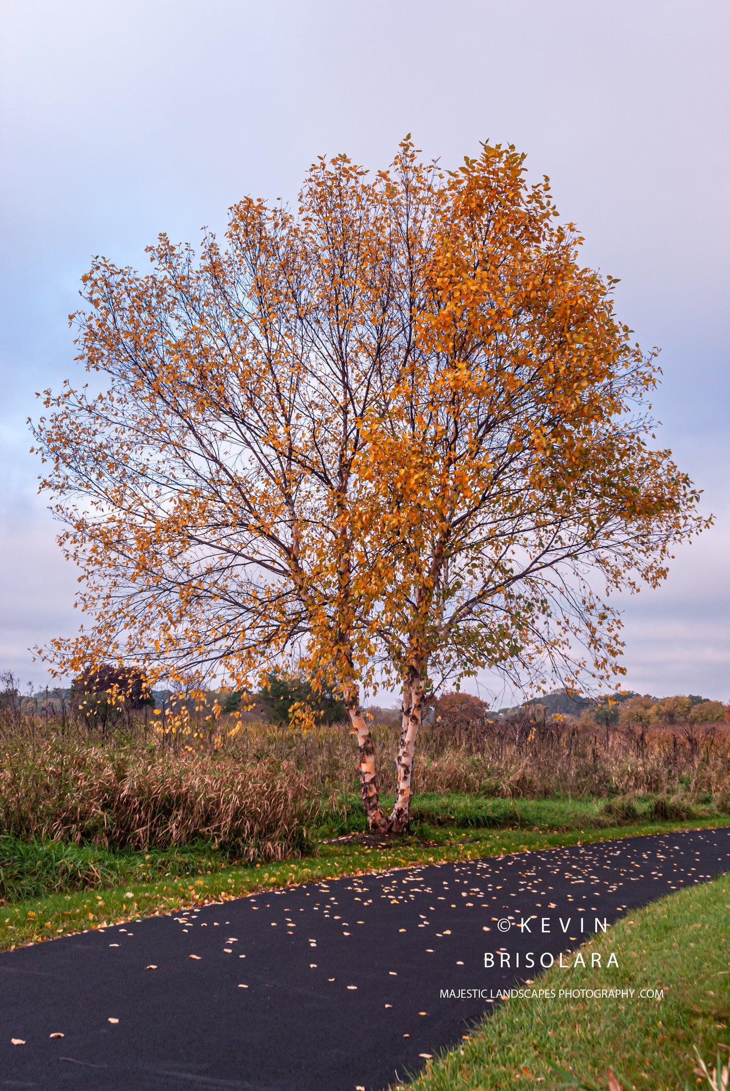 WALK ALONG THE PATH TO THE PAPER BIRCH TREE