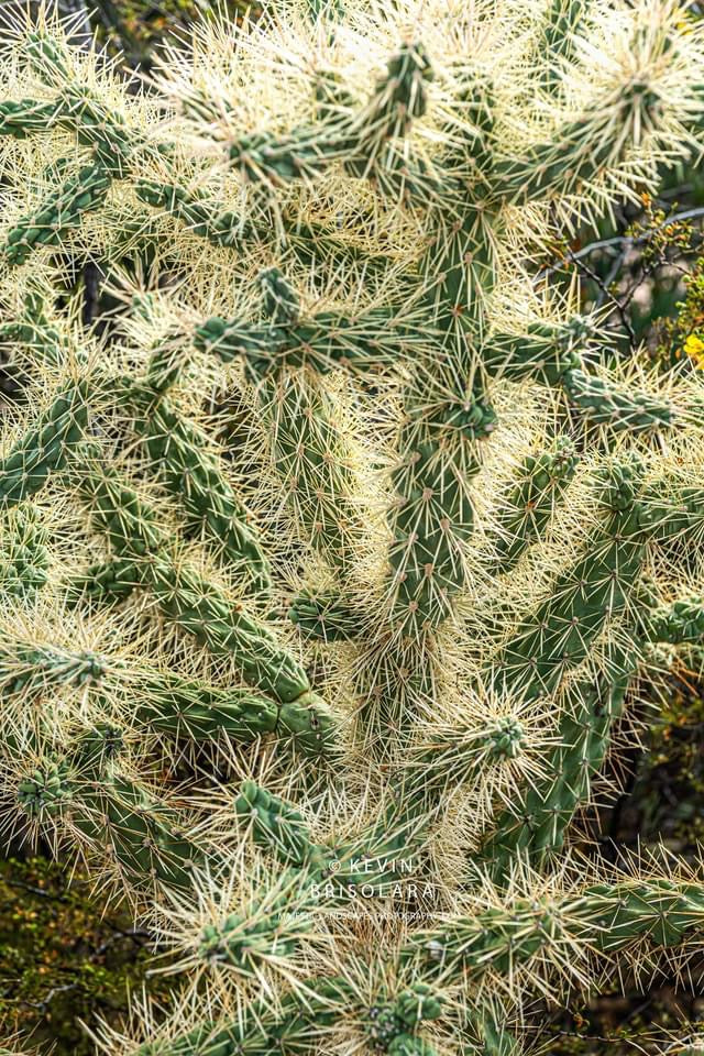 THE BUCKHORN CHOLLA