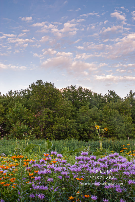 EVENING WILDFLOWERS OF THE PARK