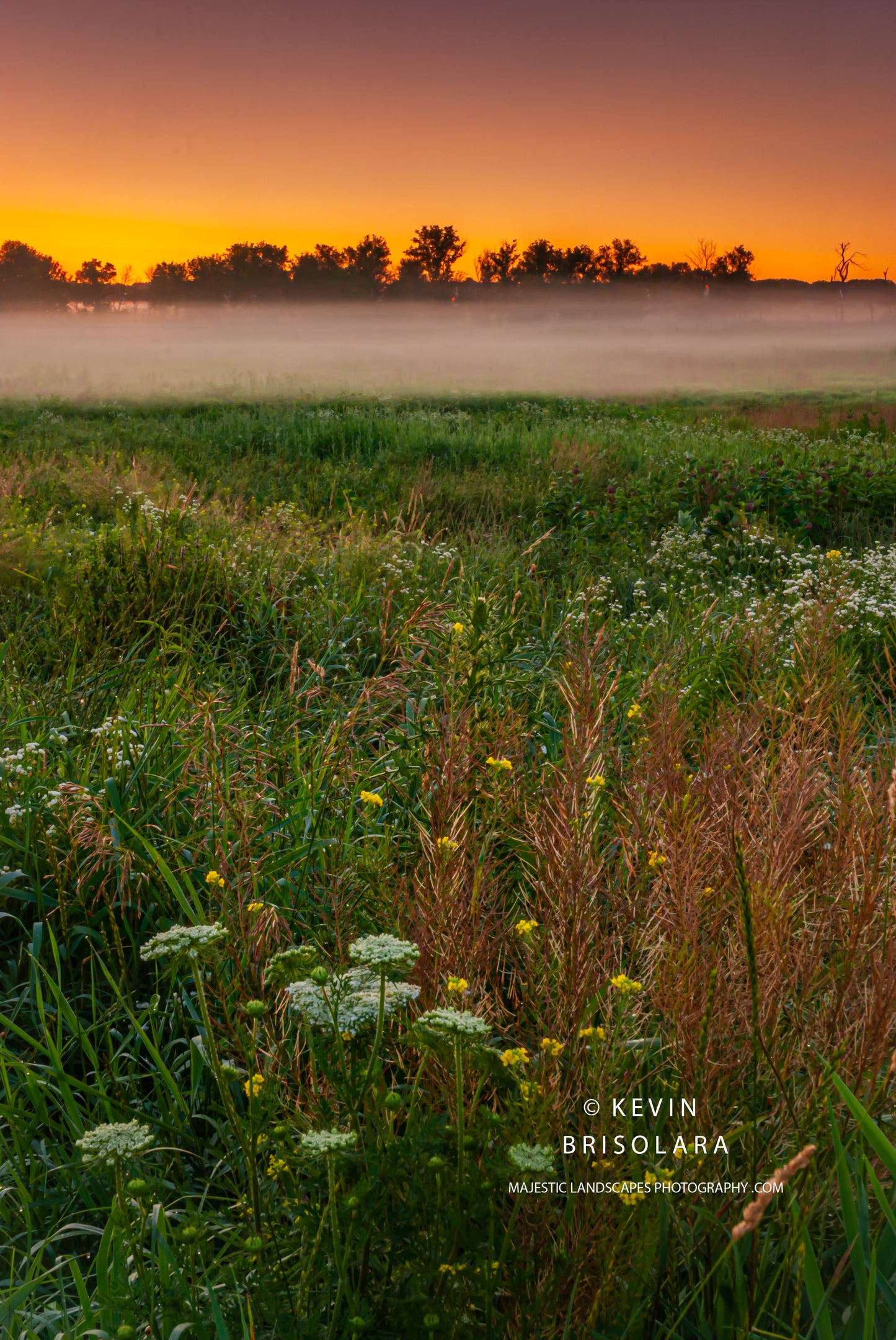 A VIEW OF QUEEN ANN'S LACE AND A SUMMER SUNRISE FROM THE PRAIRIE