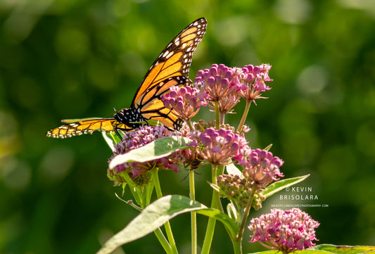 SIPPING THE MILKWEED NECTAR