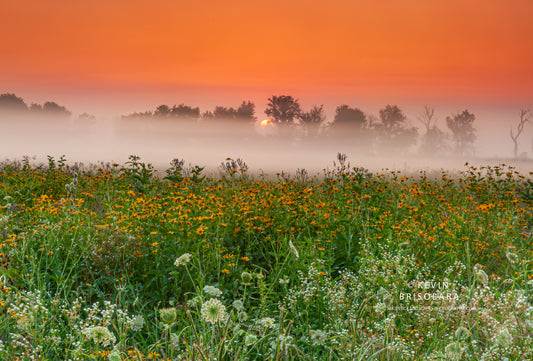 A WILDFLOWER SUNRISE FROM THE PARK