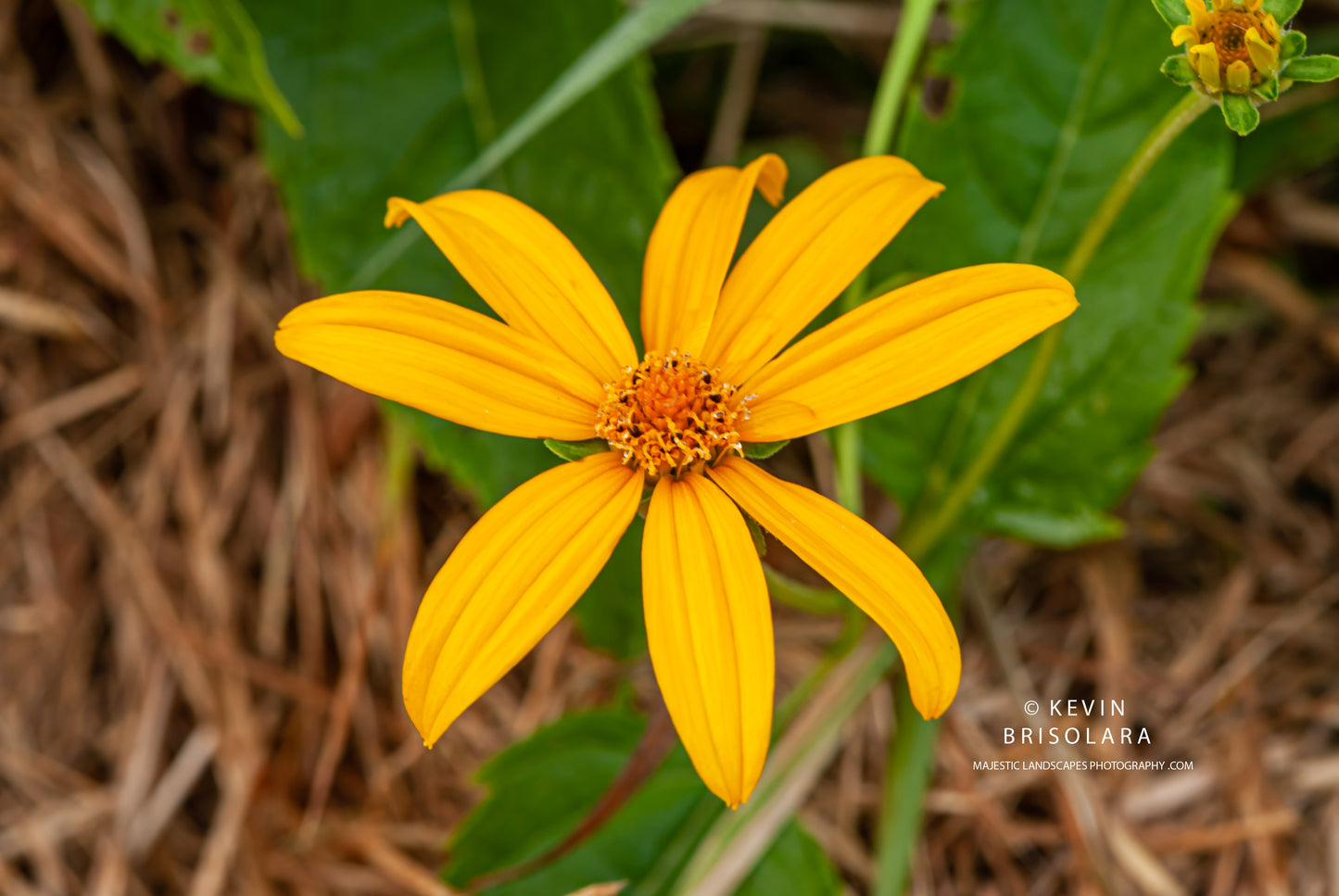 A MORNING BEAUTY IN THE PARK