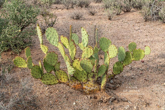 PRICKLY PEAR OF THE DESERT