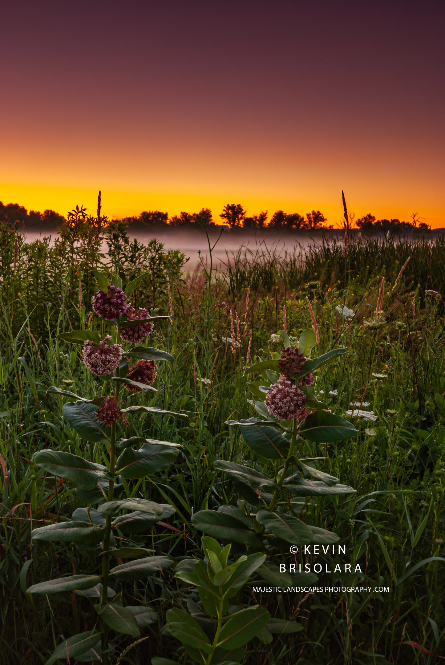 A BEAUTIFUL AND COLORFUL SUNRISE WITH COMMON MILKWEED FROM THE PRAIRIE