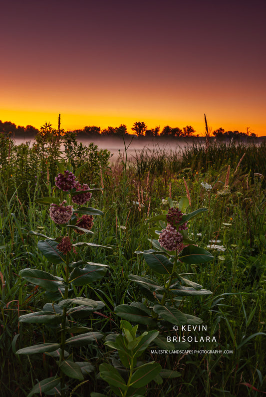 A BEAUTIFUL AND COLORFUL SUNRISE WITH COMMON MILKWEED FROM THE PRAIRIE