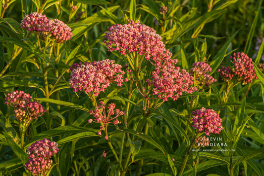 A BEAUTIFUL MORNING WITH THE SWAMP MILKWEED