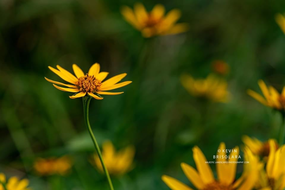 AUTUMN SUNFLOWERS FROM THE PRAIRIE