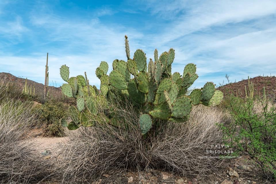 THE SONORAN DESERT