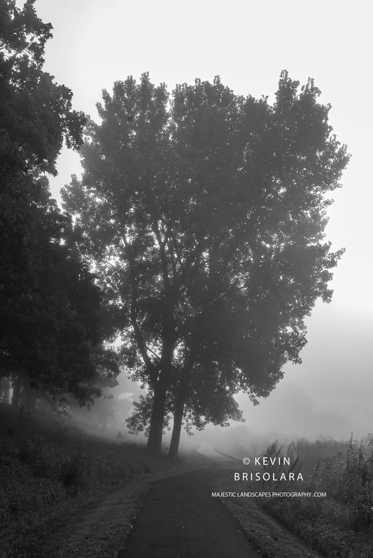 A FOGGY MORNING WITH THE COTTONWOOD TREES