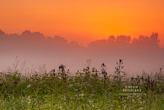 A BEAUTIFUL SUNRISE WITH BLUE VERVAIN WILDFLOWERS