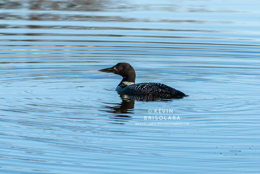 THE BEAUTIFUL COMMON LOON