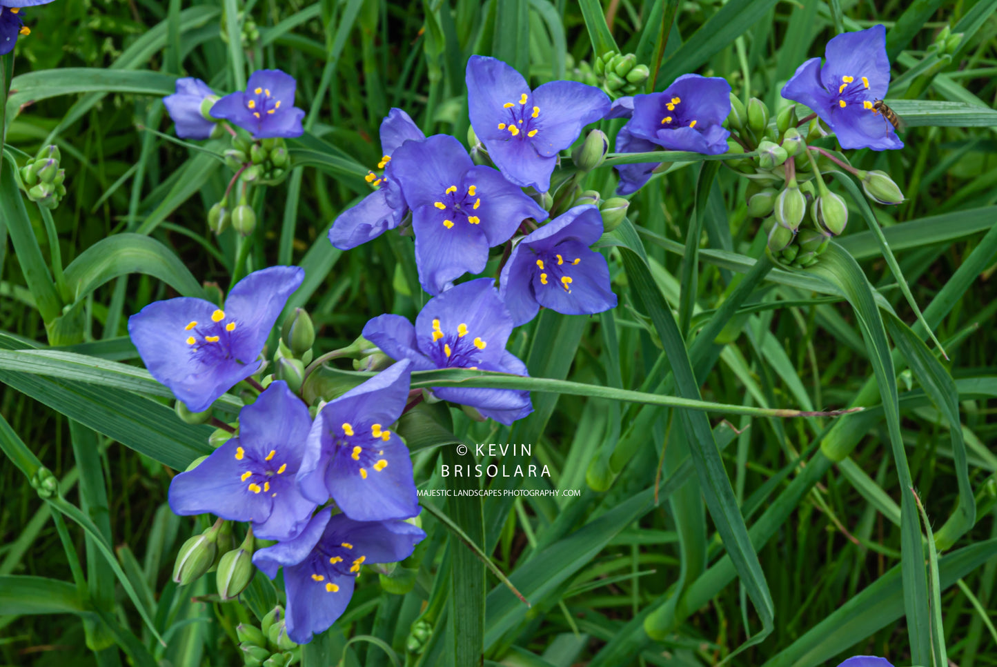 VIRGINIA SPIDERWORT