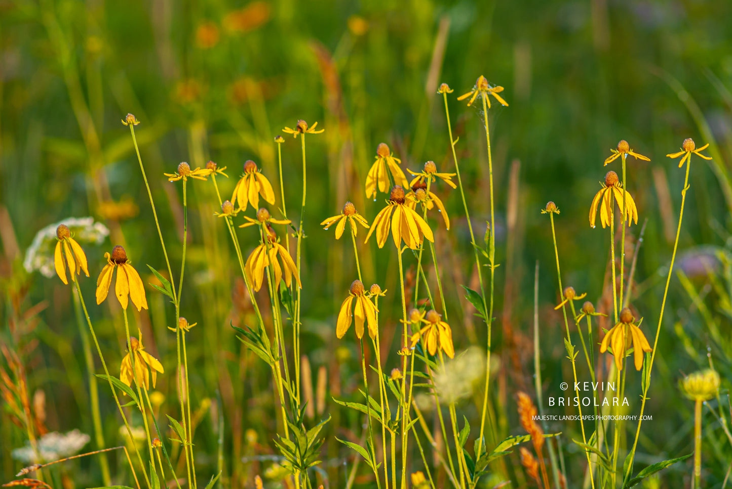BLANKETING THE PRAIRIE