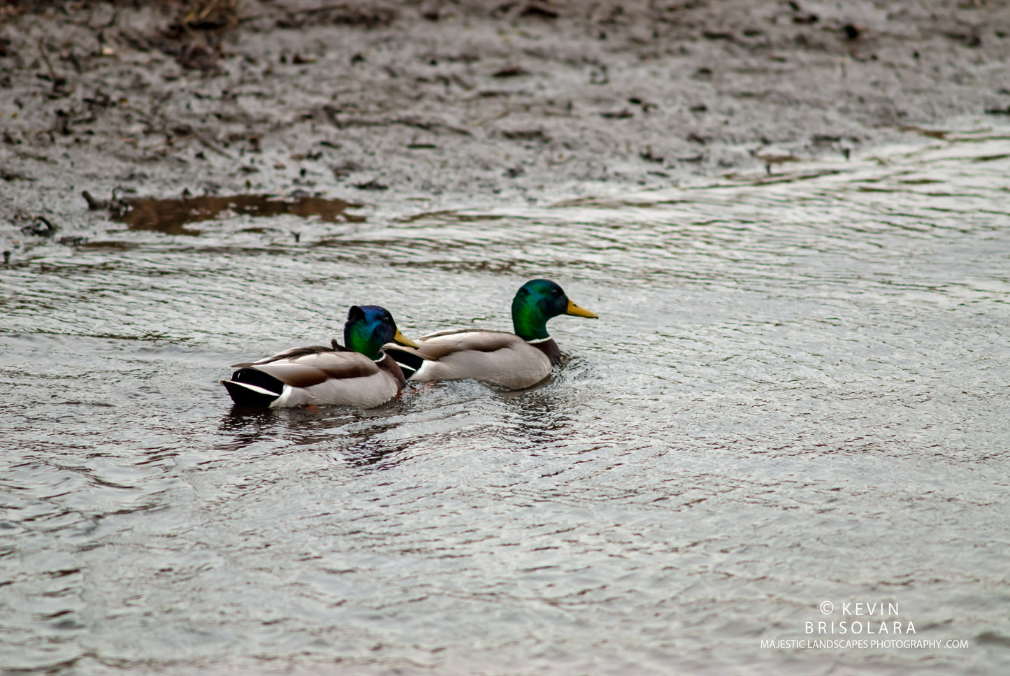 AN AFTERNOON SWIM ON AN OVERCAST DAY
