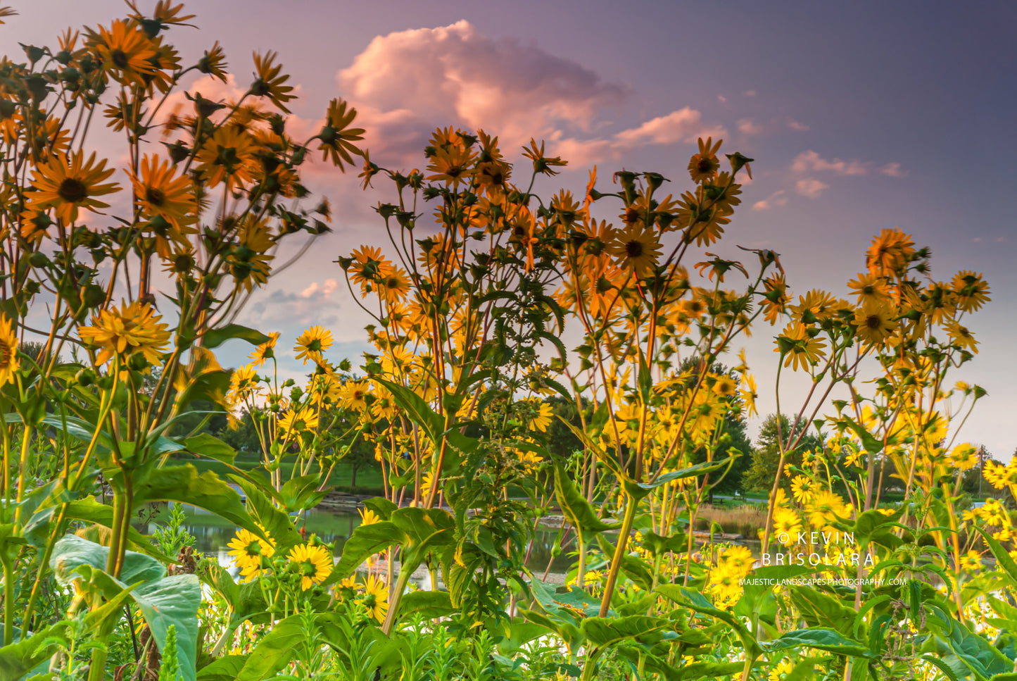 NOTE CARDS 466_10 CUP PLANTS
