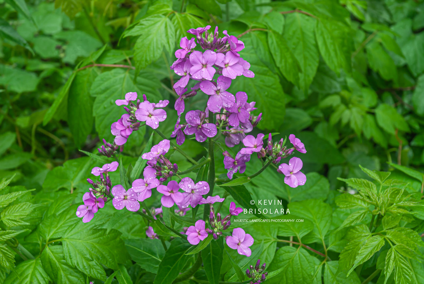 FOX RIVER TRAIL FLOWERS