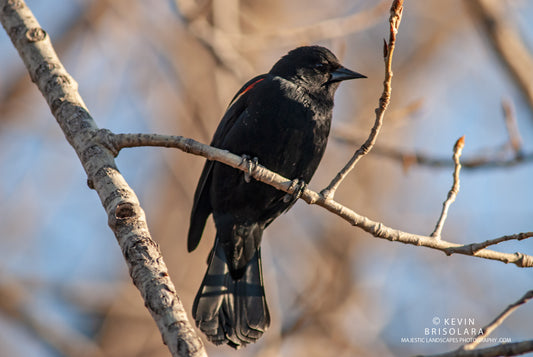 PERCHED ON A COTTONWOOD TREE BRANCH