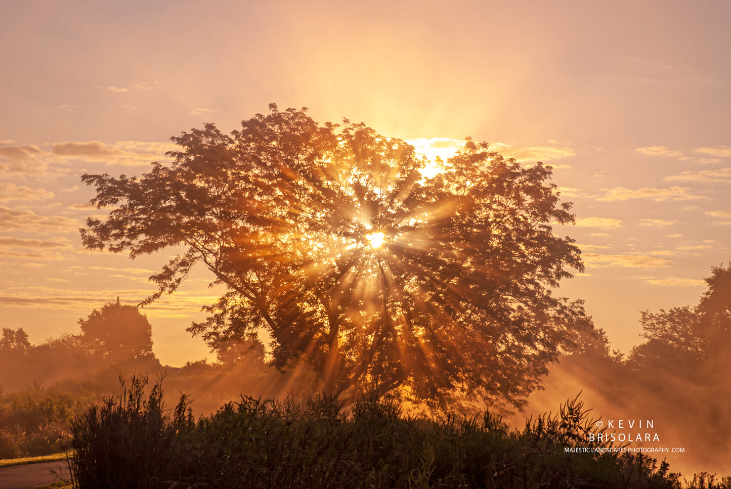 THE STAR OF THE MORNING