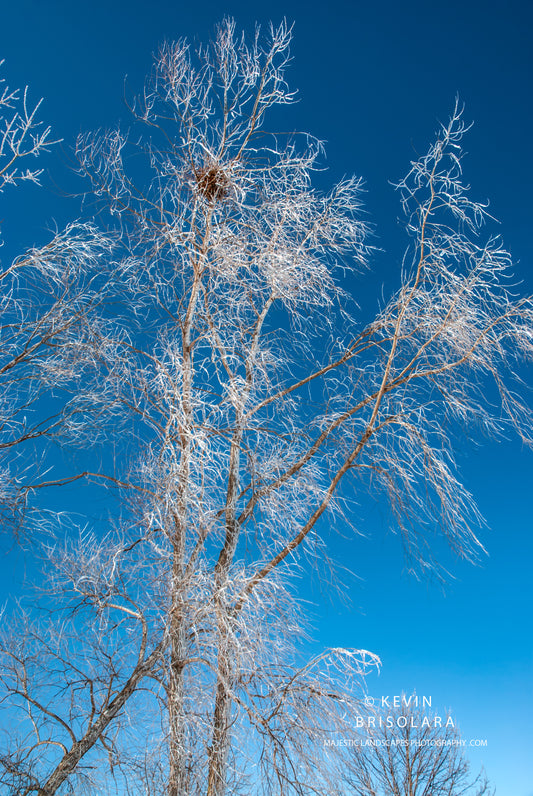 ICE CRYSTALS FROM THE WILLOW TREES