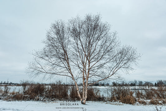 NOTE CARDS 474_60  SNOW, PAPER BIRCH TREE