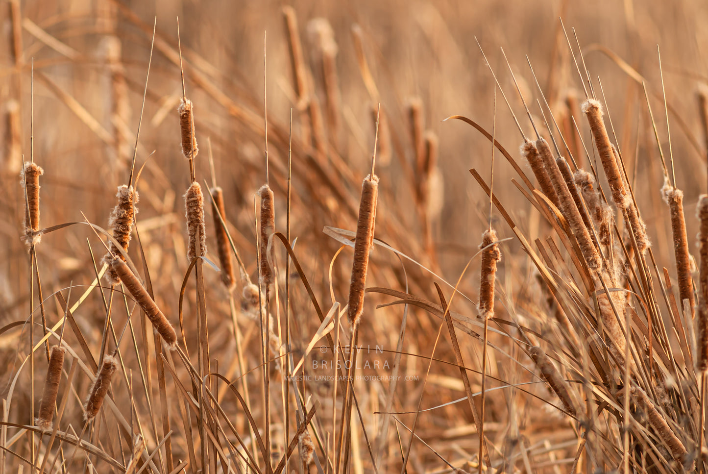 NOTE CARDS 397_61 CATTAILS, WILDFLOWER PRAIRIE